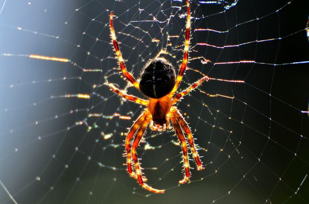 Spinne im Gegenlicht