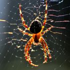 Spinne im Gegenlicht