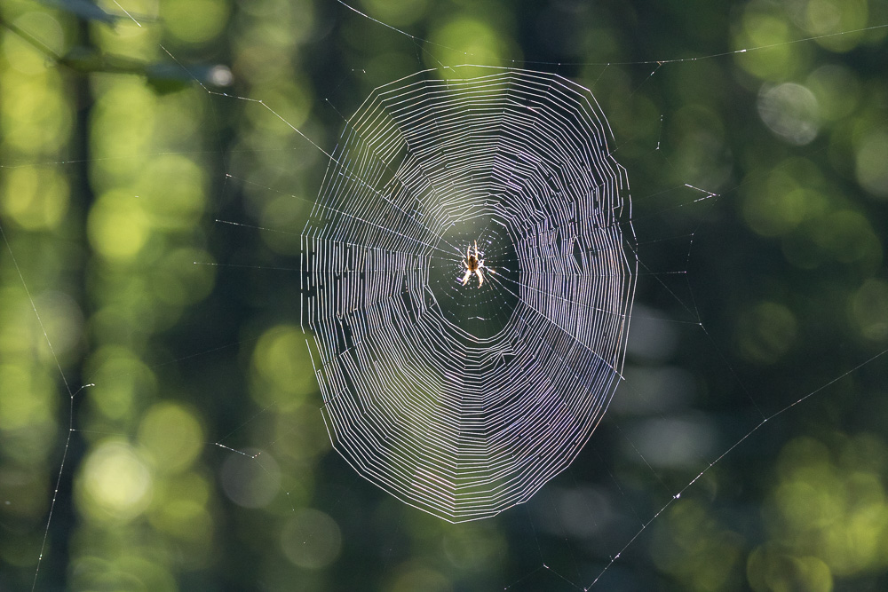 Spinne im Gegenlicht