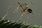Spinnen