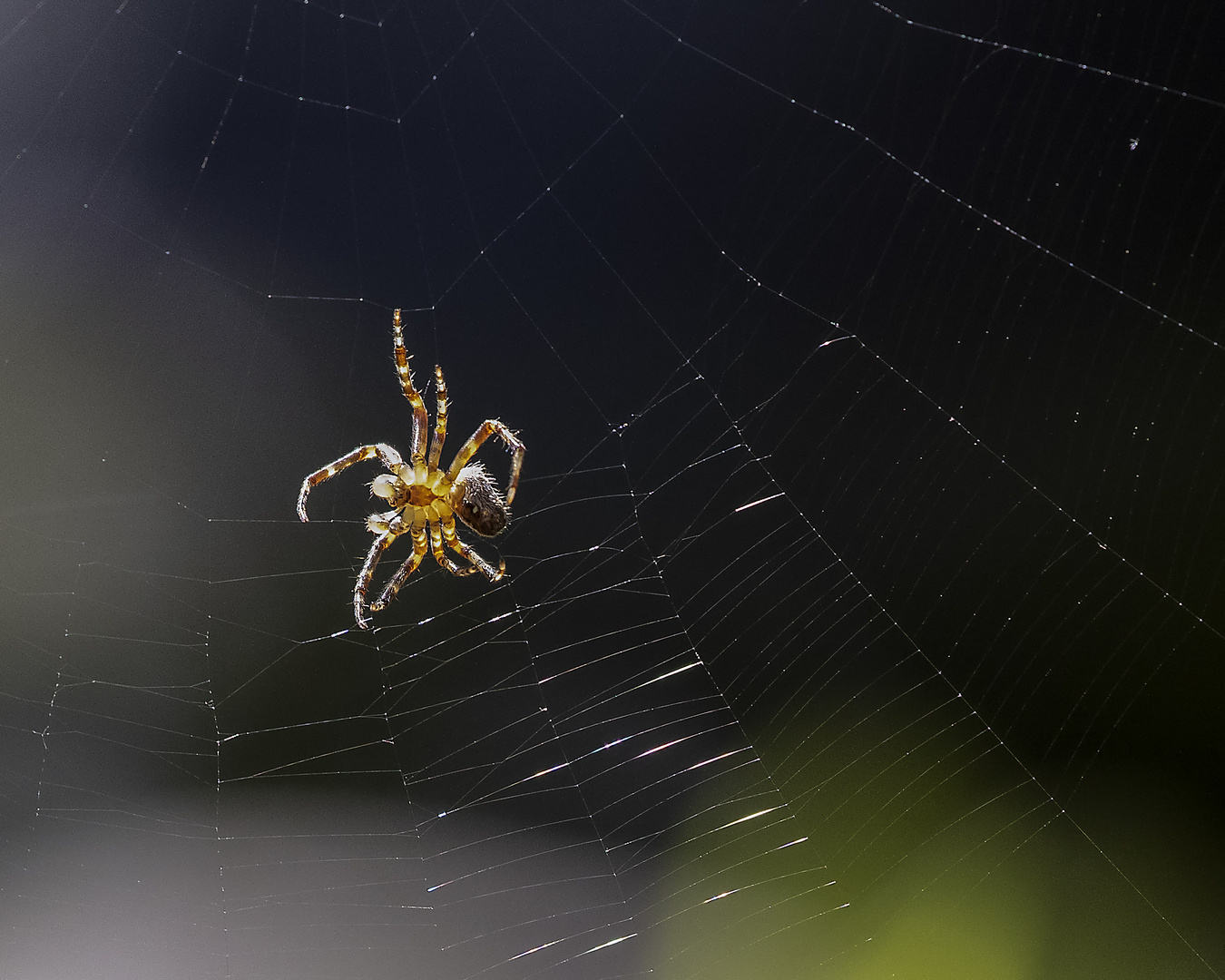 Spinne im Gegenlicht_D4A5447