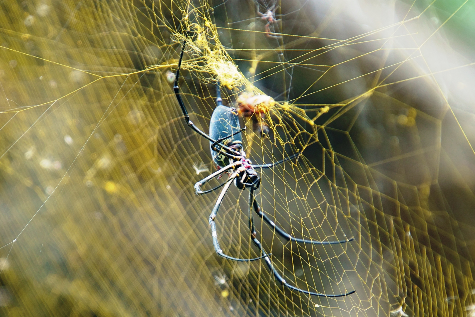 Spinne im gelben Netz