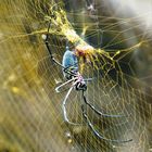 Spinne im gelben Netz