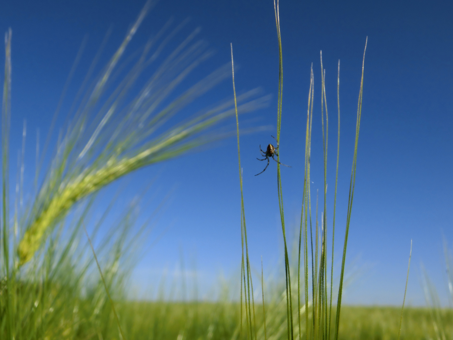 Spinne im Getreidefeld