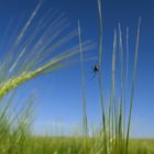 Spinne im Getreidefeld