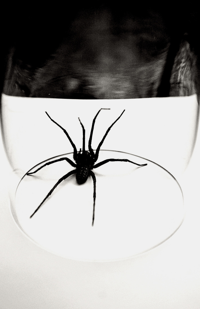 Spinne im Glas 