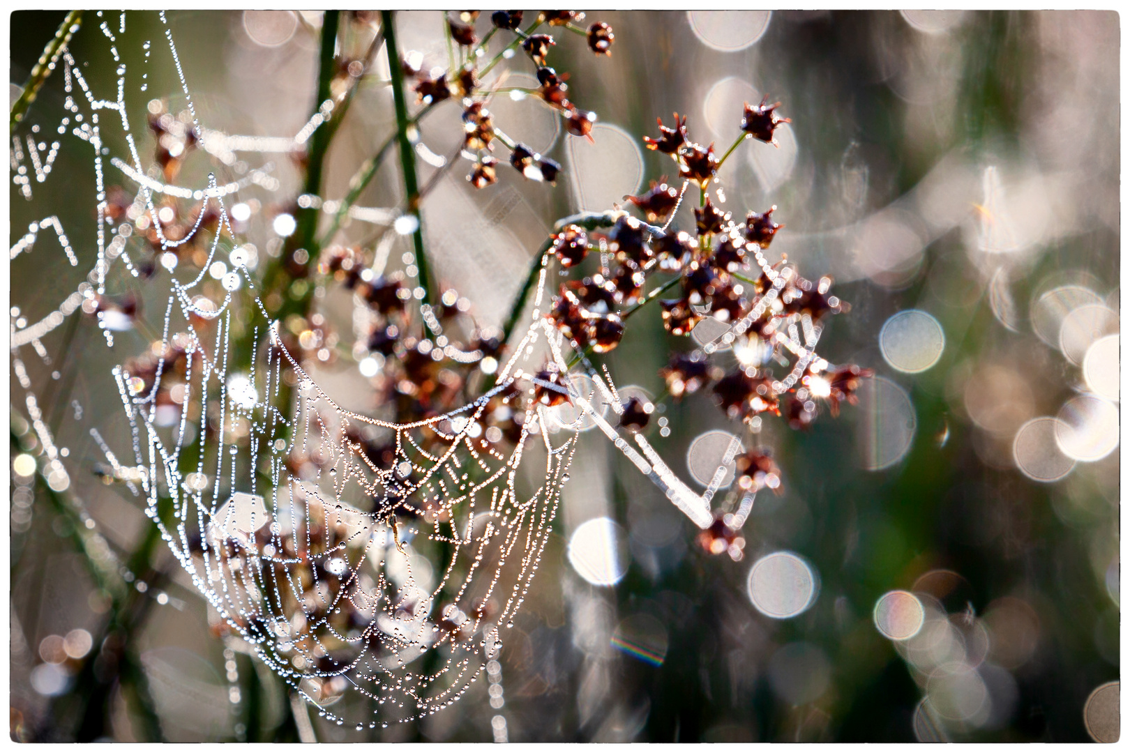 Spinne im Glitzerland