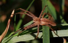 Spinne im Gras