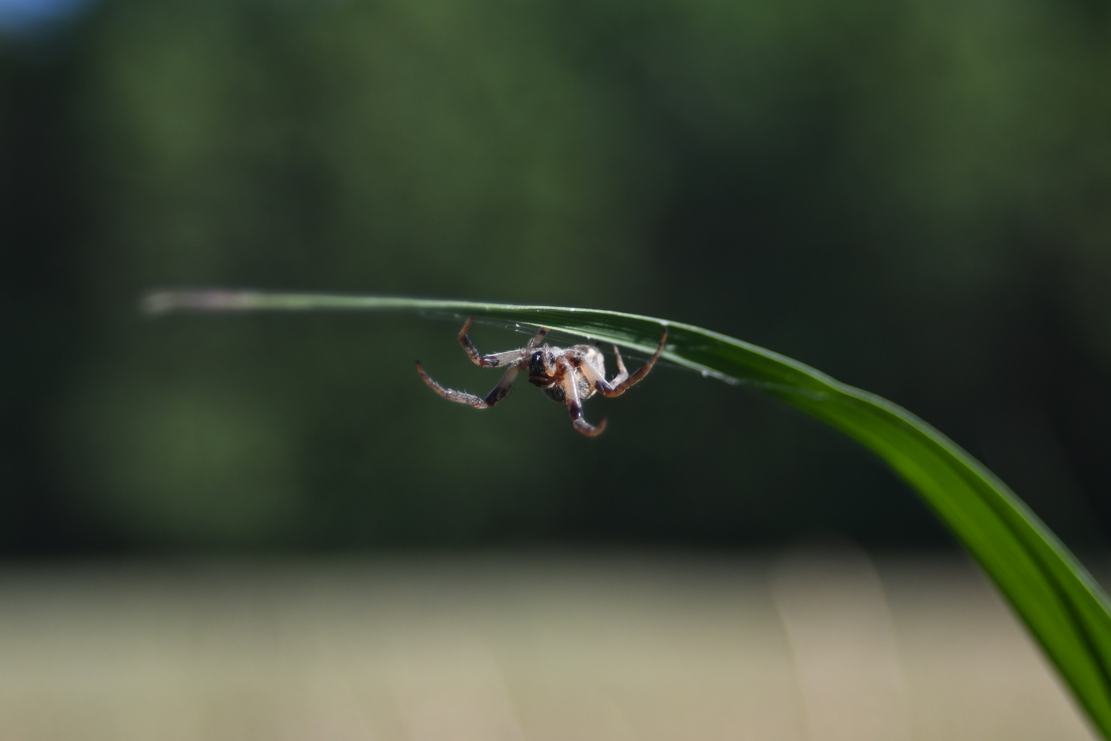 Spinne im Gras