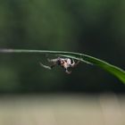 Spinne im Gras