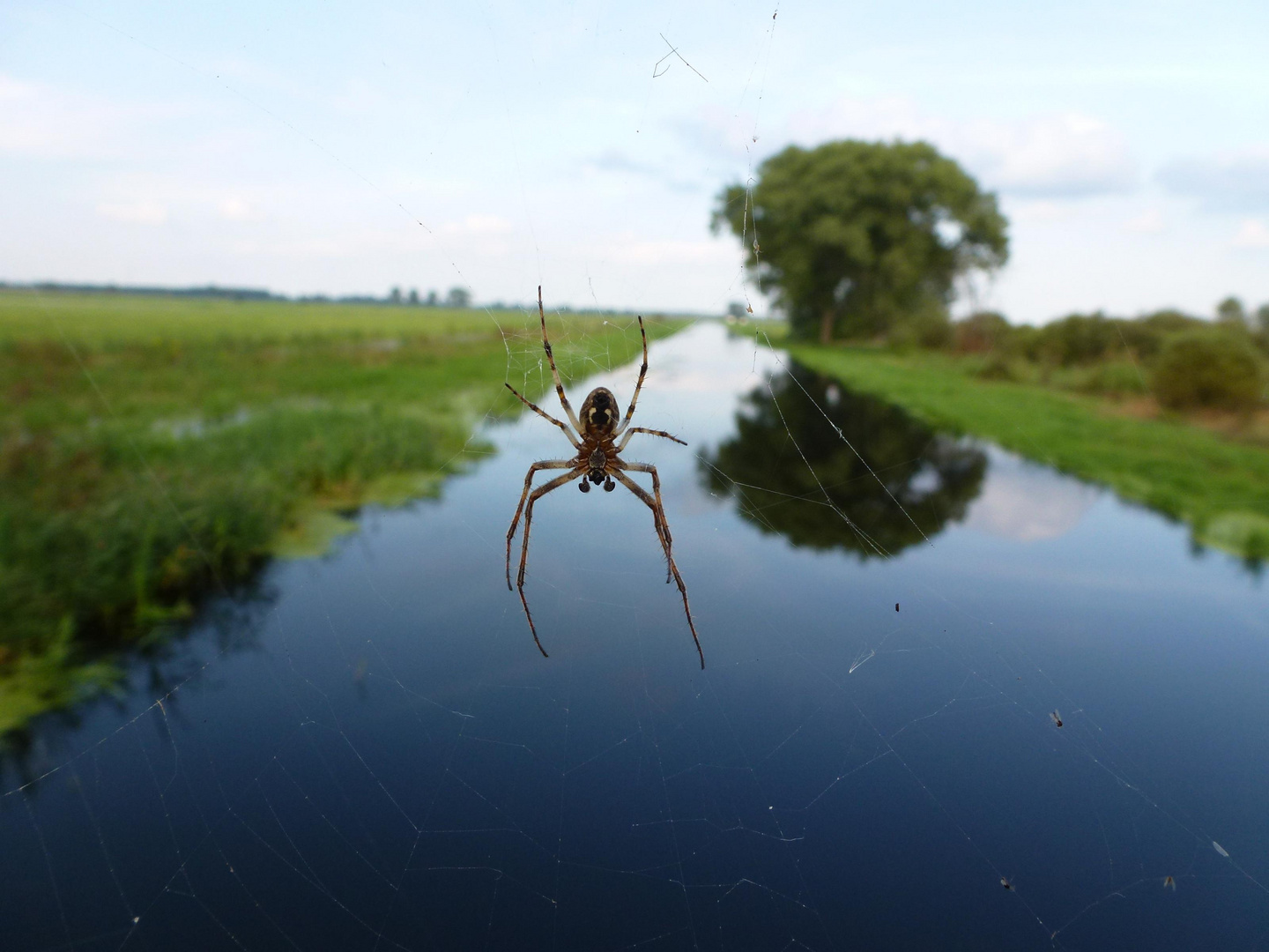 Spinne im Grünen