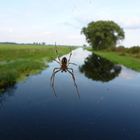 Spinne im Grünen