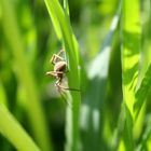 Spinne im Grünen