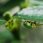 Spinne im heimischen Garten