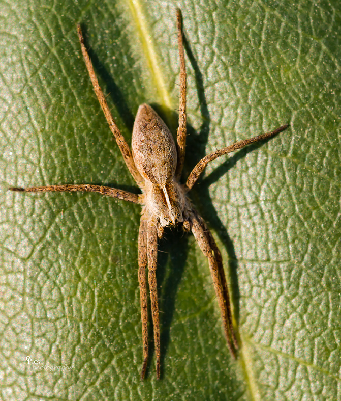 Spinne im heimischen Garten