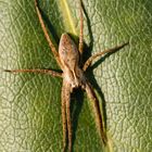 Spinne im heimischen Garten