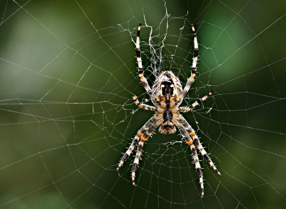 Spinne im Herbst