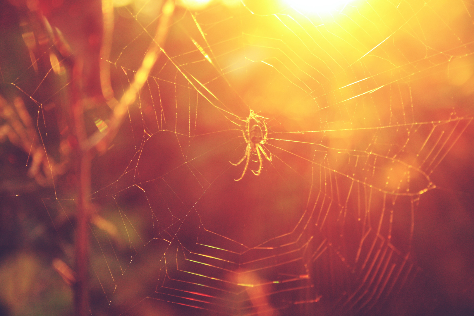 Spinne im Herbst