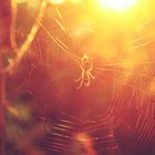 Spinne im Herbst