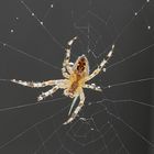 Spinne im Herbst