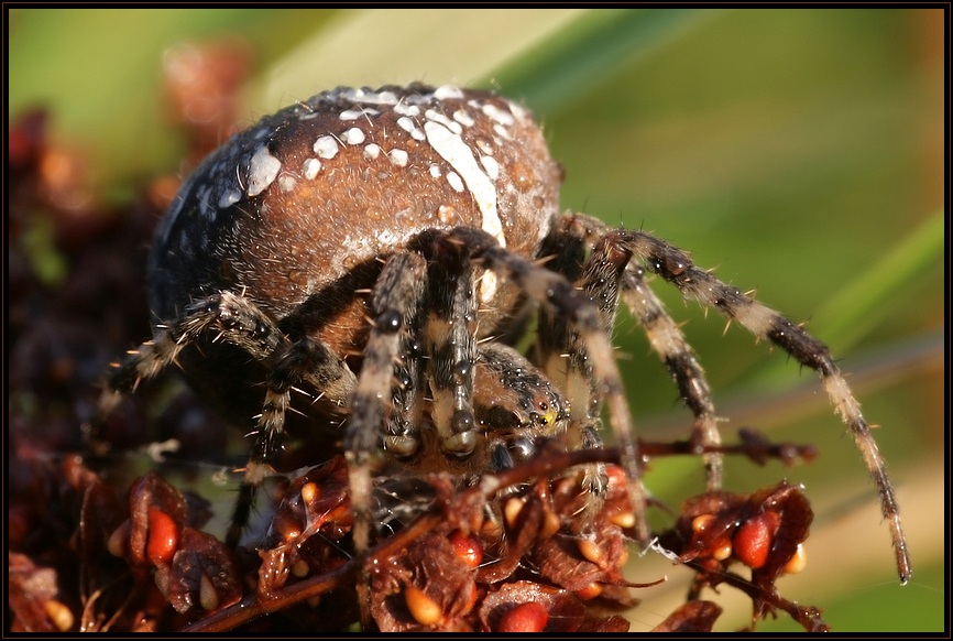 ~ Spinne im Herbst ~