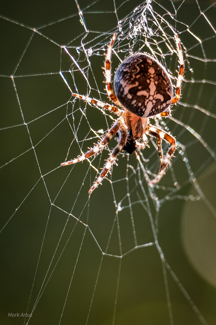 Spinne im herbstlichen Gegenlicht