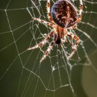 Spinne im herbstlichen Gegenlicht