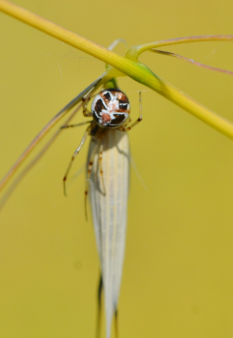 Spinne im Herbstlook