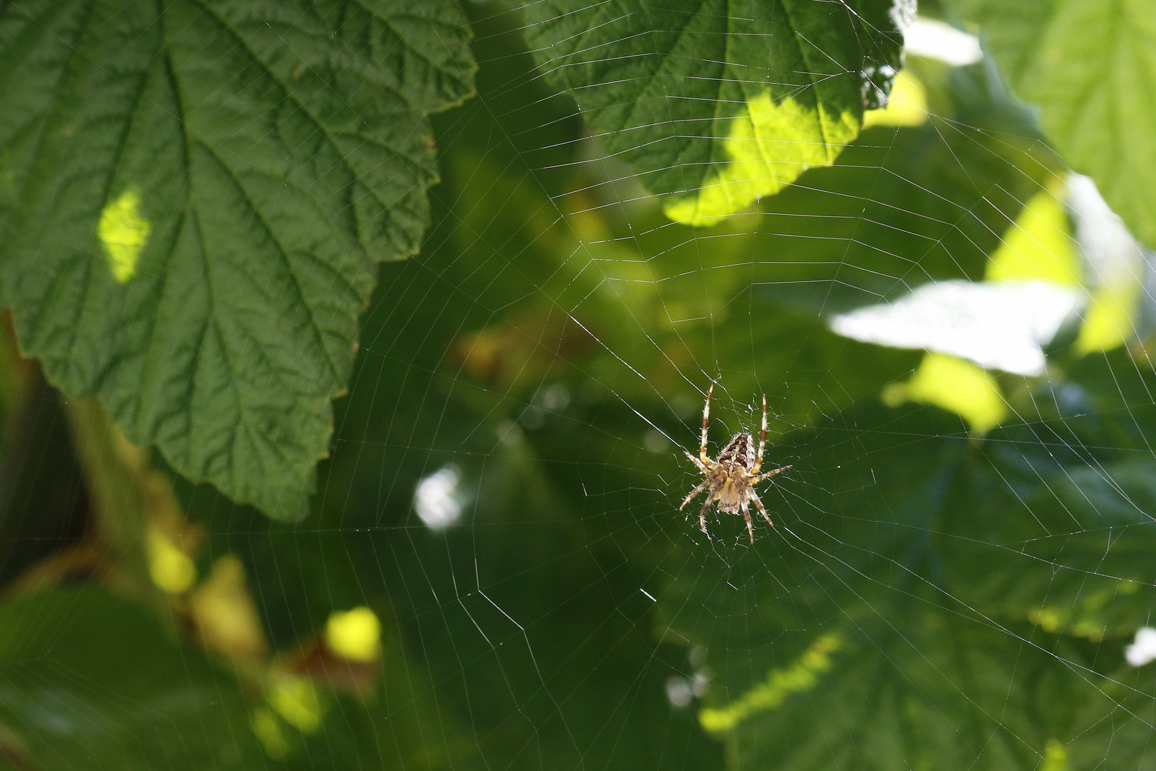 Spinne im Himbeerstrauch