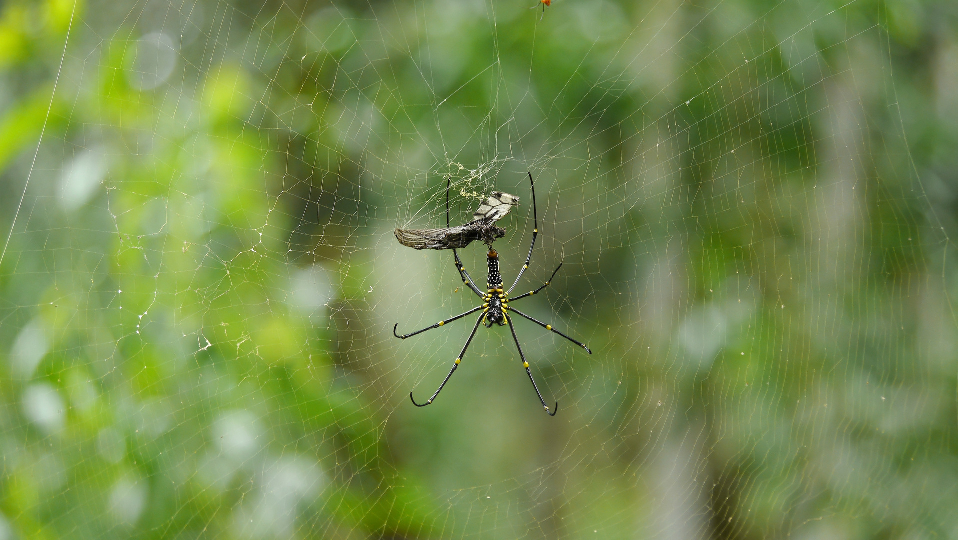 Spinne im indischen Regenwald