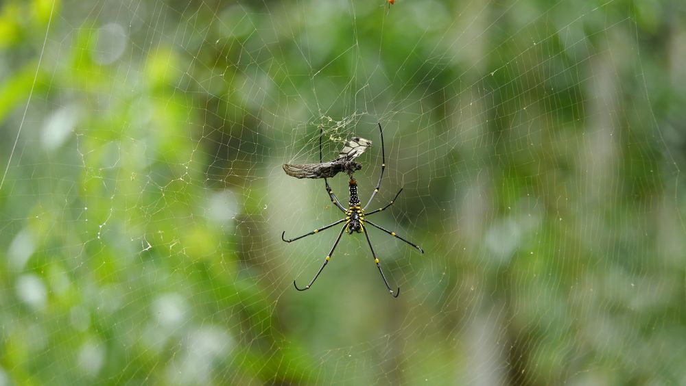 Spinne im indischen Regenwald