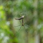 Spinne im indischen Regenwald