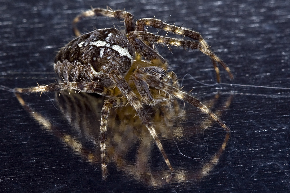 Spinne im Kasten