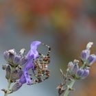 Spinne im Lavendel