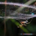 Spinne im Licht