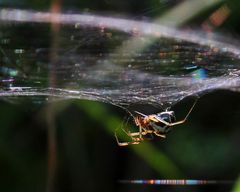 Spinne im Licht