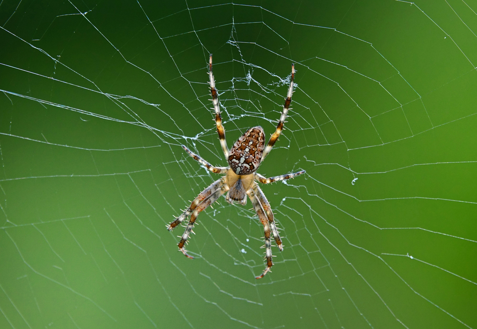 Spinne im Licht