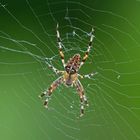 Spinne im Licht