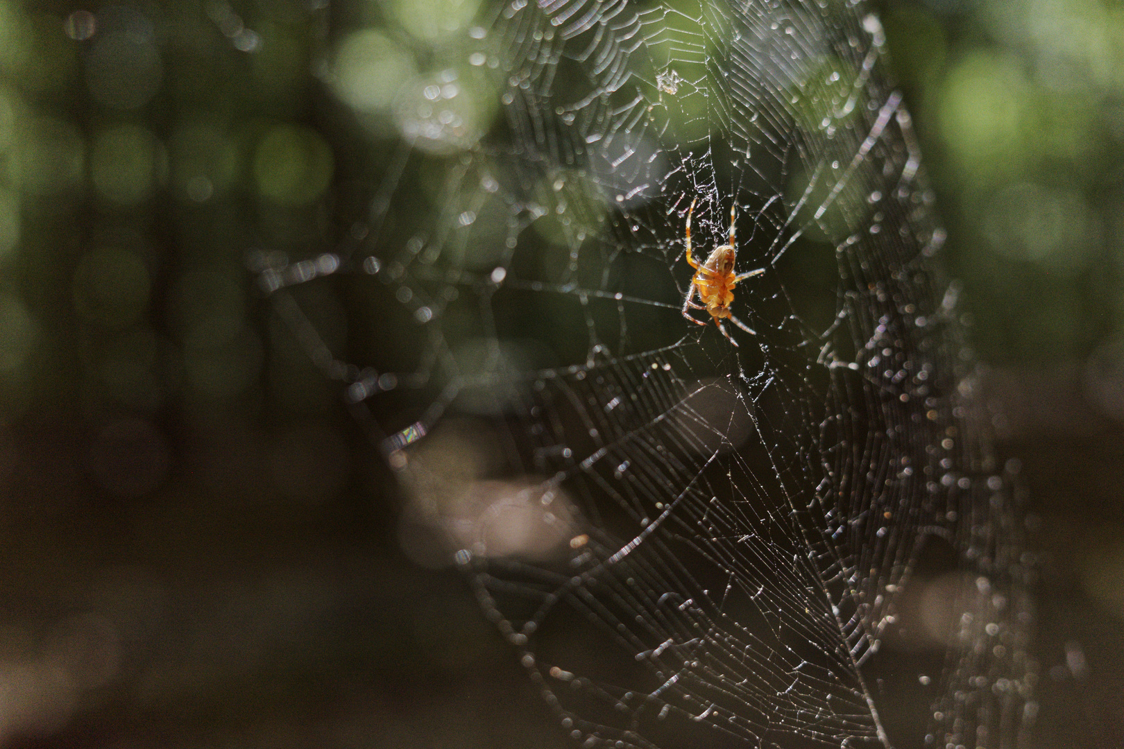 Spinne im Licht (2)