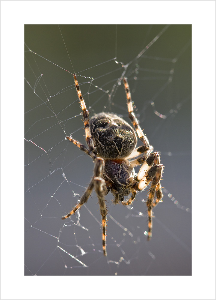 Spinne im Licht