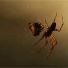 Spinne im Licht