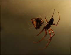 Spinne im Licht