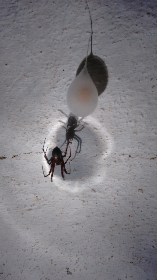 Spinne im Licht der Taschenlampe