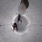 Spinne im Licht der Taschenlampe