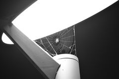 Spinne im Licht des Scheinwerfers
