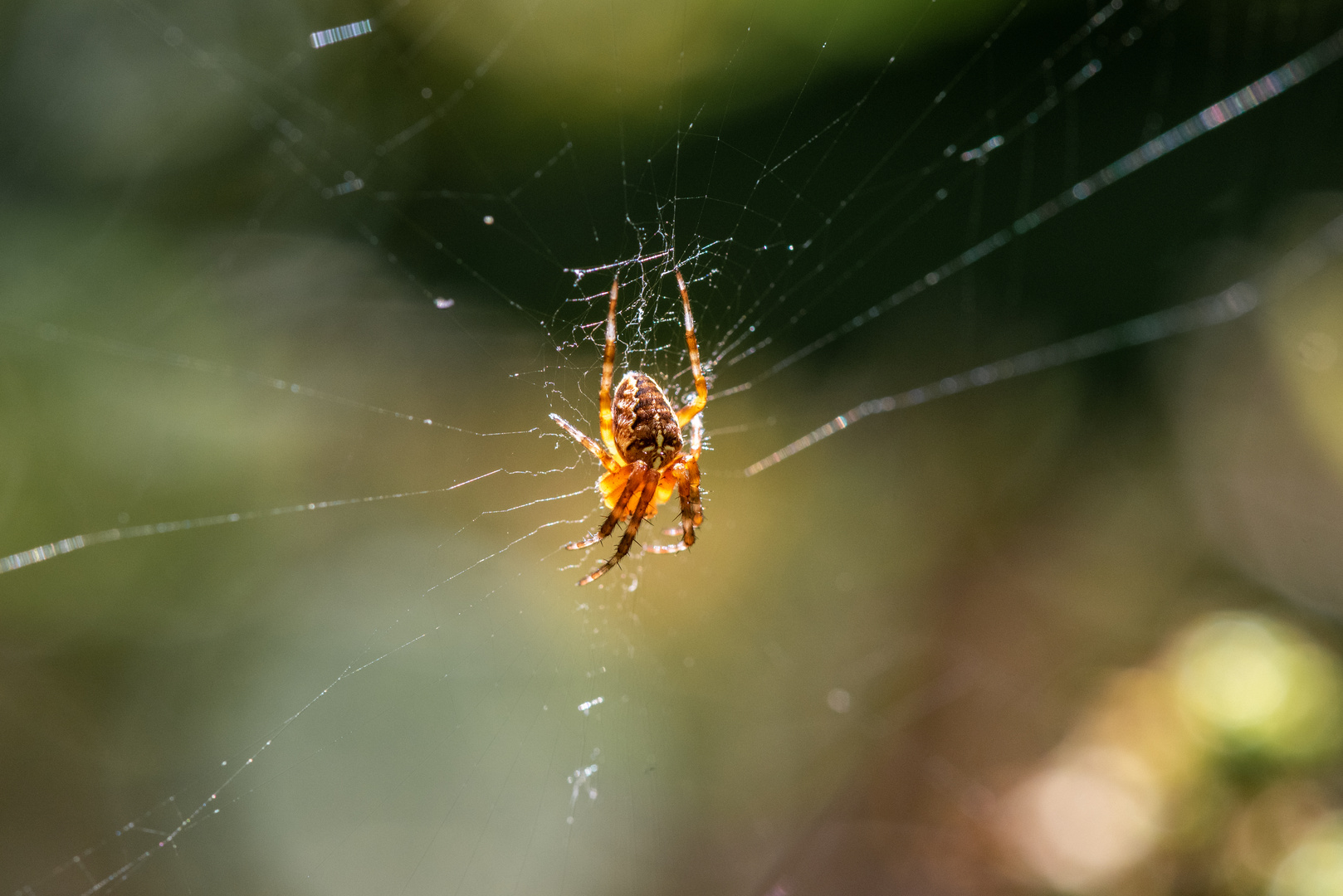 Spinne im Licht