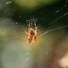 Spinne im Licht