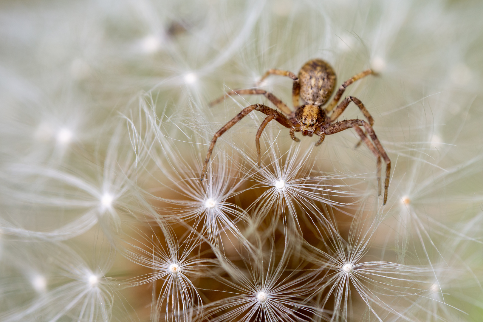 Spinne im Löwenzahn