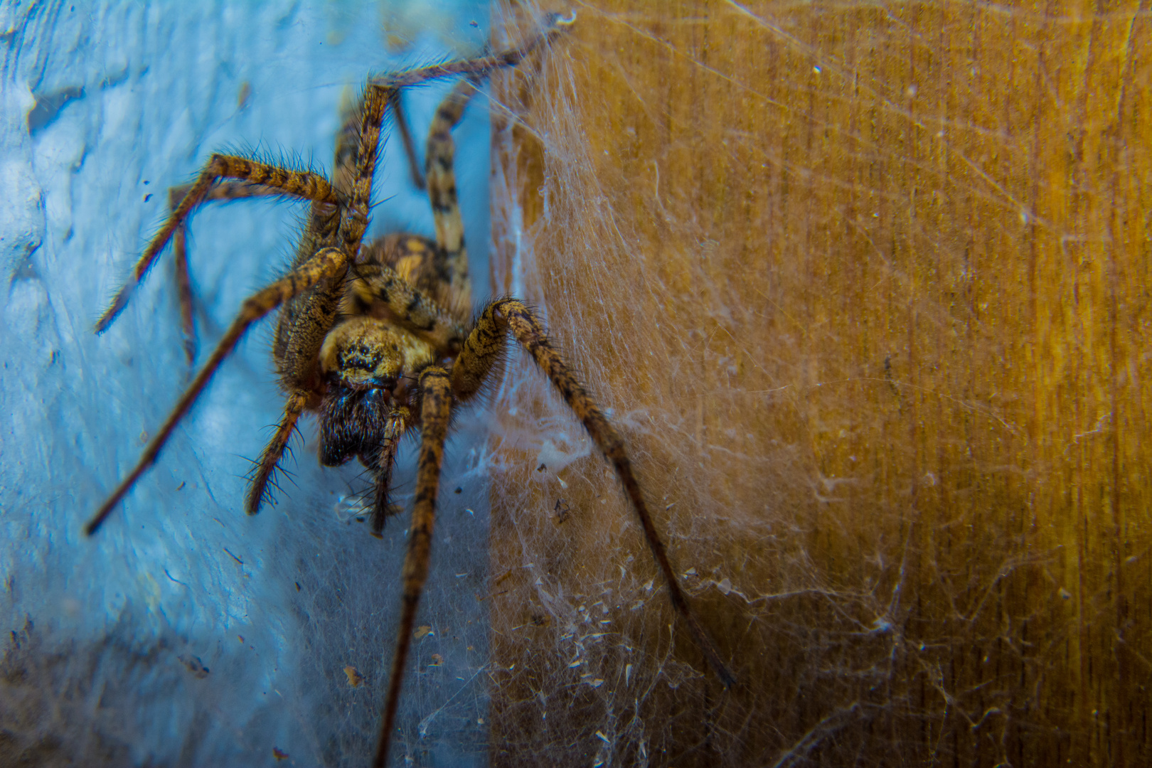 Spinne im Makro Bereich