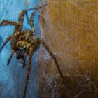 Spinne im Makro Bereich